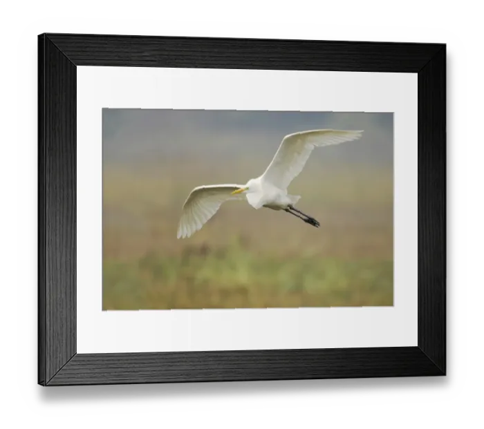 Framed Print : Great White Egret (Egretta alba) adult, in flight, Keoladeo Ghana N. P. (Bharatpur), Rajasthan, India Framed Print : Great White Egret (Egretta alba) adult, in flight, Keoladeo Ghana N. P. (Bharatpur), Rajasthan, India
