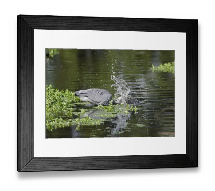 Framed Print : Grey Heron (Ardea cinerea) adult, fishing, striking at fish in water, England, october Framed Print : Grey Heron (Ardea cinerea) adult, fishing, striking at fish in water, England, october