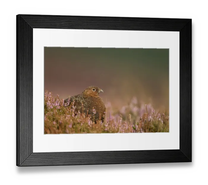 Framed Print : Red Grouse (Lagopus lagopus scoticus) adult, standing amongst flowering heather, Peak District, Derbyshire, England, august Framed Print : Red Grouse (Lagopus lagopus scoticus) adult, standing amongst flowering heather, Peak District, Derbyshire, England, august
