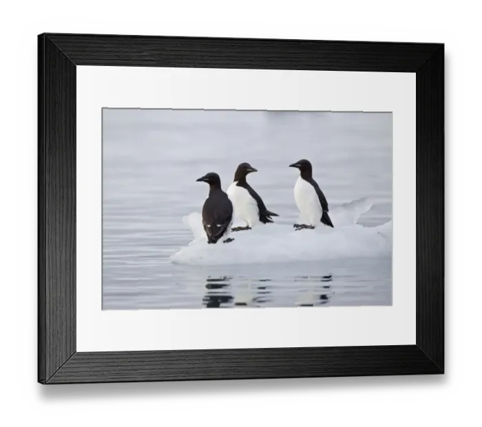 Framed Print : Brunnich's Guillemot (Uria lomvia) three adults, summer plumage, standing on ice floe, Spitzbergen, Svalbard, july Framed Print : Brunnich's Guillemot (Uria lomvia) three adults, summer plumage, standing on ice floe, Spitzbergen, Svalbard, july
