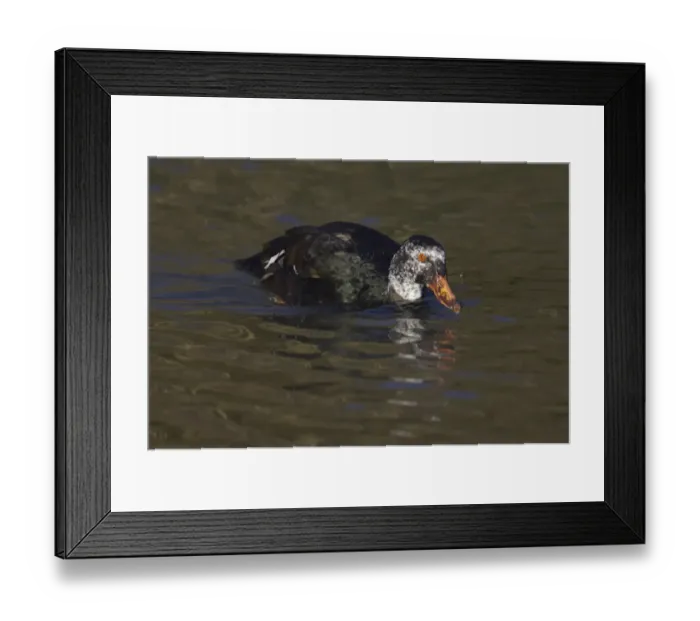 Framed Print : White-winged Wood Duck (Cairina scutulata) adult, swimming, Arundel W. W. T. (captive) Framed Print : White-winged Wood Duck (Cairina scutulata) adult, swimming, Arundel W. W. T. (captive)