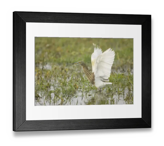 Framed Print : Indian Pond-heron (Ardeola grayii) adult, non-breeding plumage, with wings spread, hunting in wetland, Keoladeo Ghana N. P. (Bharatpur), Rajasthan, India Framed Print : Indian Pond-heron (Ardeola grayii) adult, non-breeding plumage, with wings spread, hunting in wetland, Keoladeo Ghana N. P. (Bharatpur), Rajasthan, India