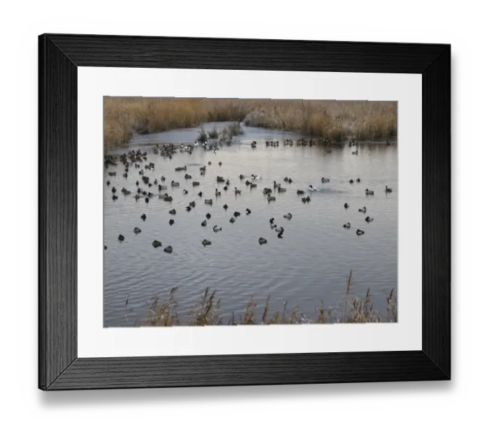 Framed Print : Common Pochard (Aythya ferina), Tufted Duck (Aythya fuligula), Eurasian Wigeon (Anas penelope), Mallard Duck (Anas platyrhynchos) and Common Shelduck (Tadorna tadorna) mixed flock, roosting on freezing lake, Martin Mere, Lancashire, England Framed Print : Common Pochard (Aythya ferina), Tufted Duck (Aythya fuligula), Eurasian Wigeon (Anas penelope), Mallard Duck (Anas platyrhynchos) and Common Shelduck (Tadorna tadorna) mixed flock, roosting on freezing lake, Martin Mere, Lancashire, England