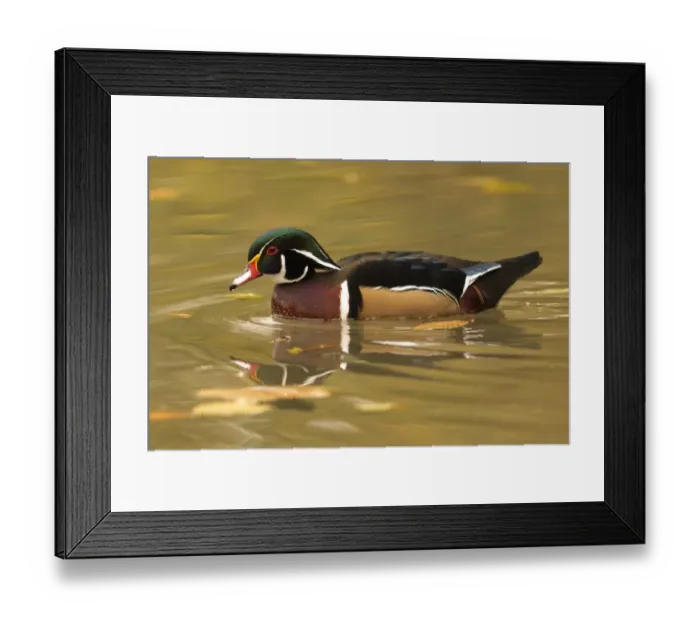 Framed Print : Wood Duck (Aix sponsa) adult male, in breeding plumage, swimming (captive) Framed Print : Wood Duck (Aix sponsa) adult male, in breeding plumage, swimming (captive)