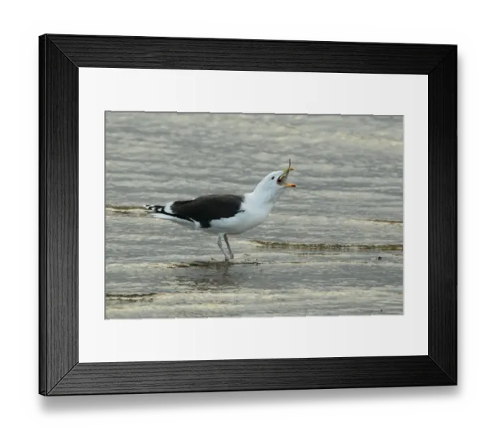 Framed Print : Great Black-backed Gull (Larus marinus) adult, feeding on flatfish, standing on beach, Poole Harbour, Dorset, England, january Framed Print : Great Black-backed Gull (Larus marinus) adult, feeding on flatfish, standing on beach, Poole Harbour, Dorset, England, january