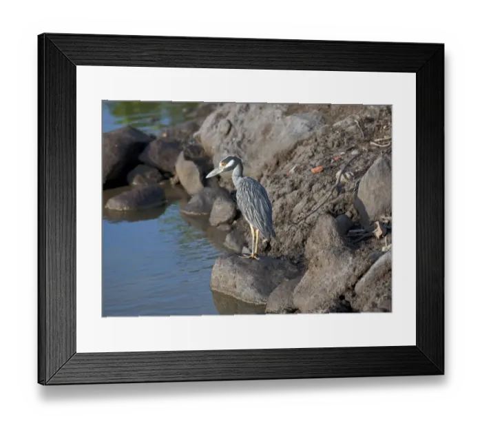 Framed Print : Yellow-crowned Night-heron (Nyctanassa violacea) adult, standing on rocks at edge of water, Grenada