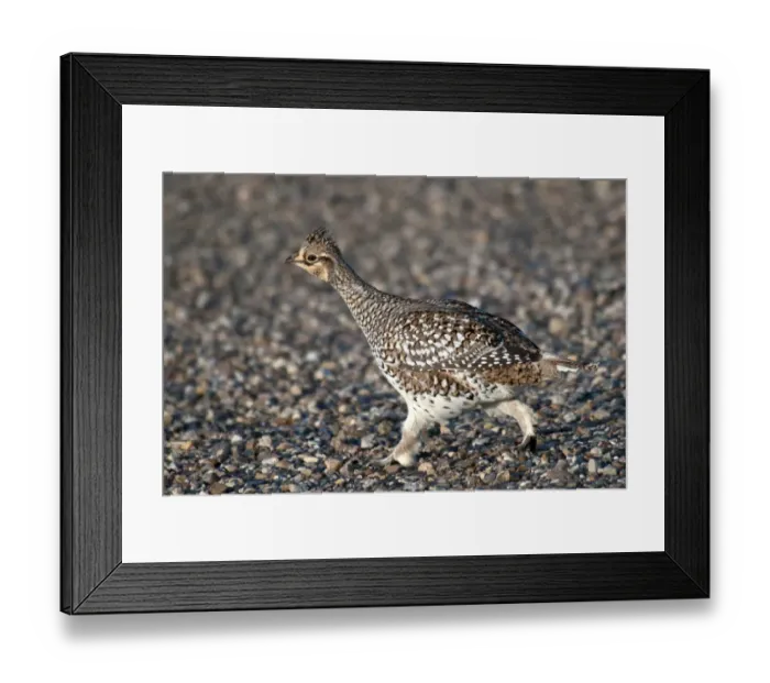 Framed Print : Sharp-tailed Grouse (Tympanuchus phasianellus) adult, walking on gravel in shortgrass prairie, West Bloc, Grasslands N. P. Southern Saskatchewan, Canada, october