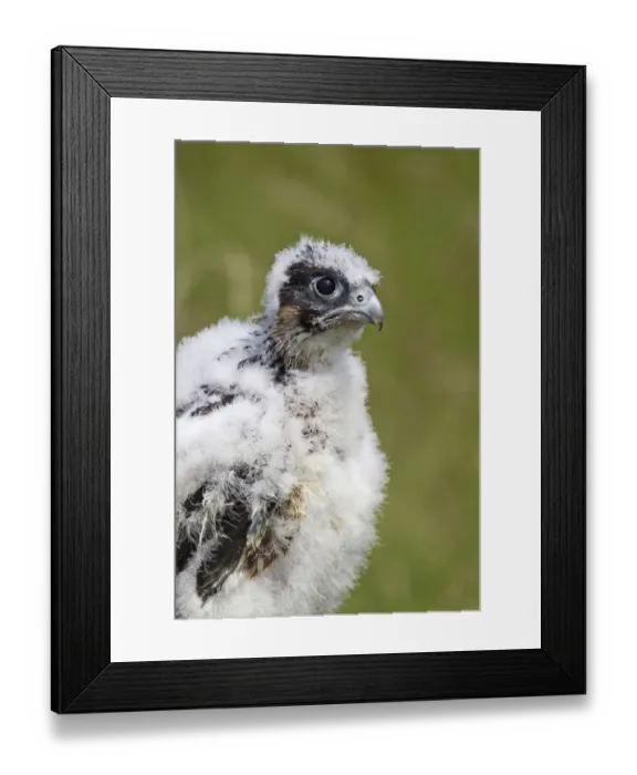 Framed Print : Peregrine Falcon (Falco peregrinus) three-four week old chick, close-up of head and chest, july (captive) Framed Print : Peregrine Falcon (Falco peregrinus) three-four week old chick, close-up of head and chest, july (captive)