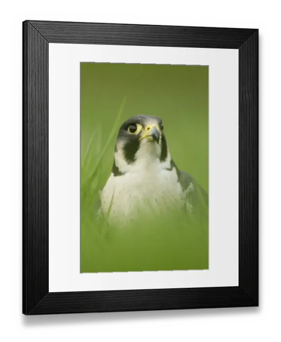 Framed Print : Peregrine Falcon (Falco peregrinus) adult male, close-up of head, standing in grass, England, may (captive) Framed Print : Peregrine Falcon (Falco peregrinus) adult male, close-up of head, standing in grass, England, may (captive)