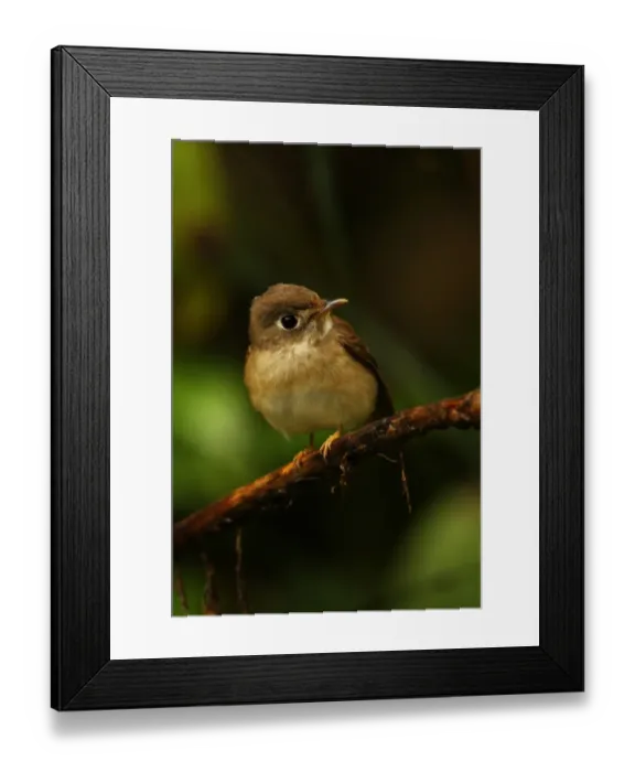 Framed Print : Brown-breasted Flycatcher (Muscicapa muttui) adult, perched on twig, Sri Lanka, december