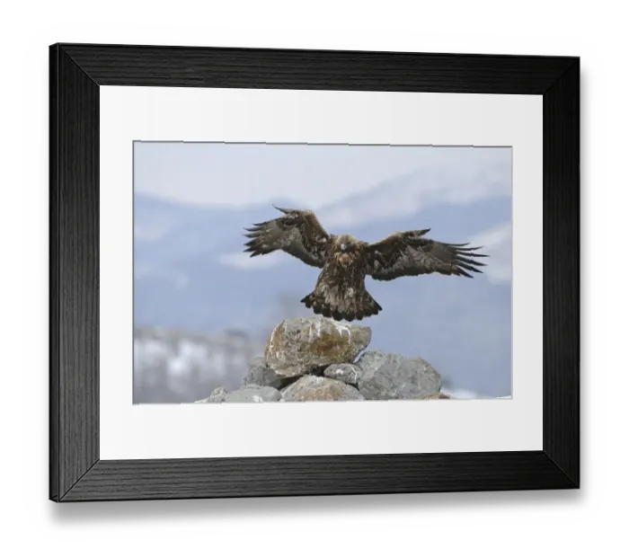 Framed Print : Golden Eagle (Aquila chrysaetos) adult, in flight, landing on rock, Carpathian Mountains, Bulgaria, winter Framed Print : Golden Eagle (Aquila chrysaetos) adult, in flight, landing on rock, Carpathian Mountains, Bulgaria, winter