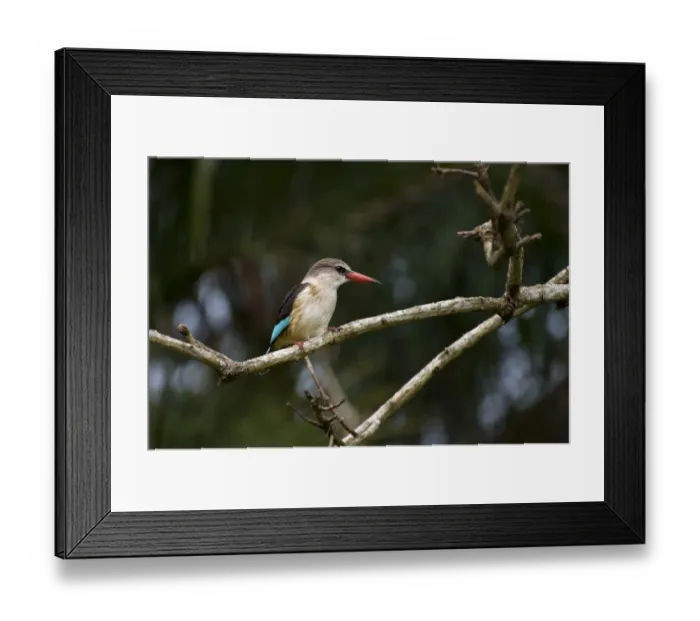Framed Print : Brown-hooded Kingfisher (Halcyon albiventris) adult, perched on branch, Port St. Johns, Wild Coast, Eastern Cape (Transkei), South Africa Framed Print : Brown-hooded Kingfisher (Halcyon albiventris) adult, perched on branch, Port St. Johns, Wild Coast, Eastern Cape (Transkei), South Africa