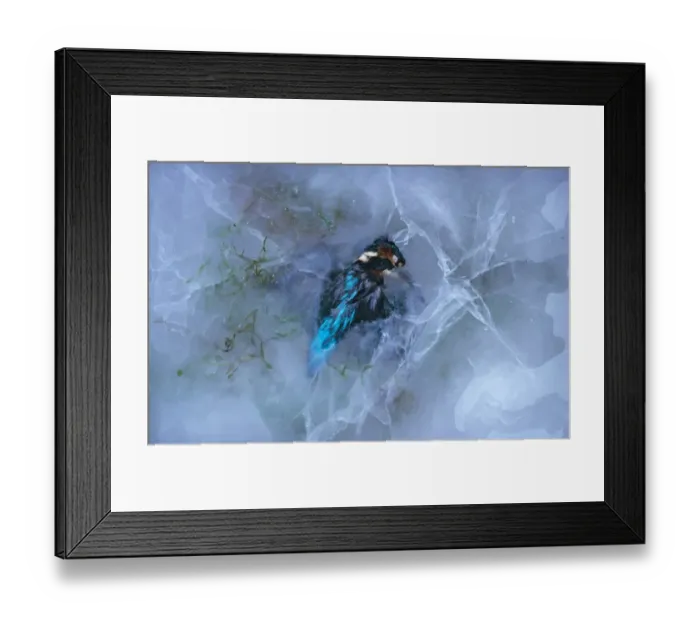 Framed Print : Common Kingfisher (Alcedo atthis) dead adult, frozen in ice, Derbyshire, England, winter Framed Print : Common Kingfisher (Alcedo atthis) dead adult, frozen in ice, Derbyshire, England, winter
