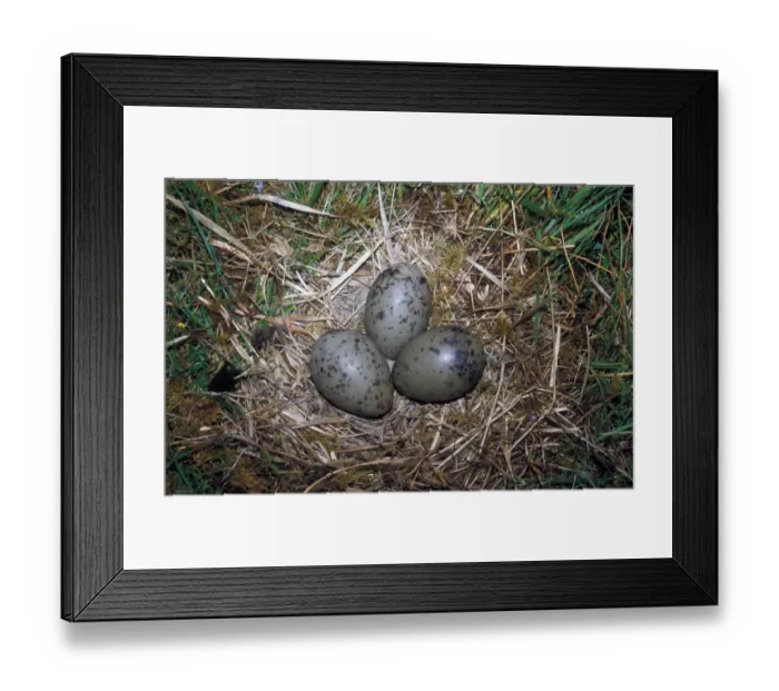 Framed Print : Common Gull (Larus canus) Nest with three eggs Framed Print : Common Gull (Larus canus) Nest with three eggs