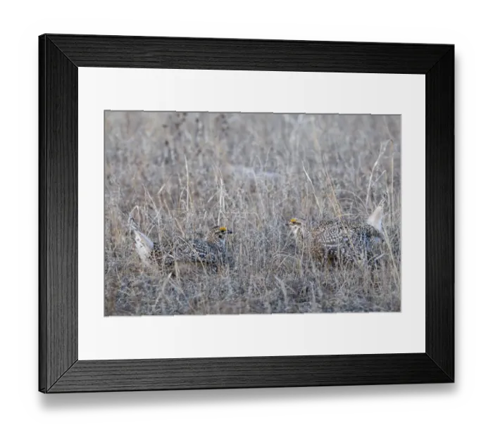 Framed Print : Sharp-tailed Grouse (Tympanuchus phasianellus) two adult males, displaying on lek at dawn, Sandhills, Nebraska, U. S. A. april Framed Print : Sharp-tailed Grouse (Tympanuchus phasianellus) two adult males, displaying on lek at dawn, Sandhills, Nebraska, U. S. A. april