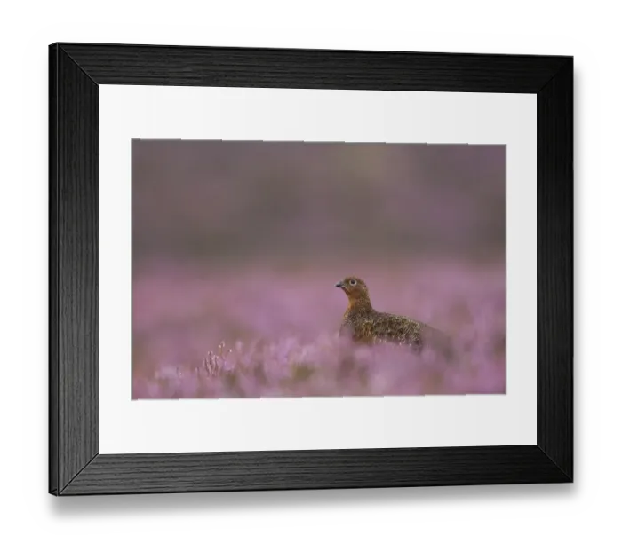 Framed Print : Red Grouse (Lagopus lagopus scoticus) adult, standing amongst flowering heather, Peak District, Derbyshire, England, august Framed Print : Red Grouse (Lagopus lagopus scoticus) adult, standing amongst flowering heather, Peak District, Derbyshire, England, august