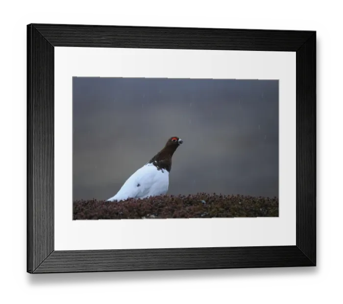 Framed Print : Willow Grouse (Lagopus lagopus) adult male, spring plumage, calling, standing on heather during rainfall, Varnager, Norway, may Framed Print : Willow Grouse (Lagopus lagopus) adult male, spring plumage, calling, standing on heather during rainfall, Varnager, Norway, may