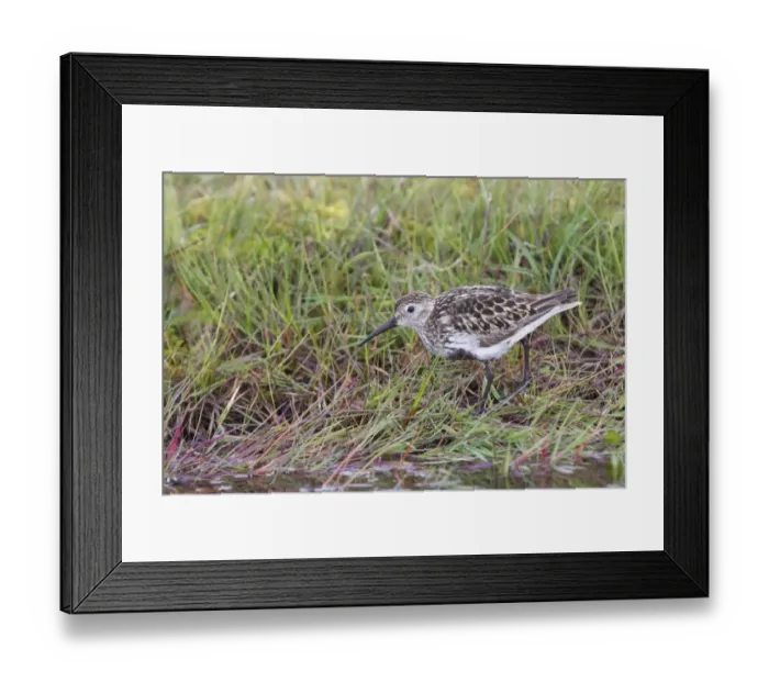 Framed Print : Dunlin (Calidris alpina) adult, summer plumage, foraging at edge of grassy pool, Shetland Islands, Scotland, june Framed Print : Dunlin (Calidris alpina) adult, summer plumage, foraging at edge of grassy pool, Shetland Islands, Scotland, june
