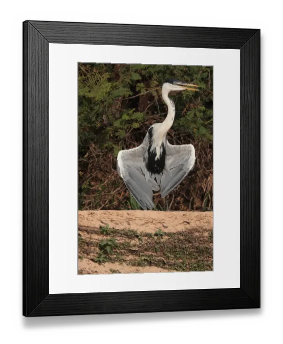 Framed Print : Cocoi Heron (Ardea cocoi) adult, with wings spread and beak open to lose heat, Cuiaba River, Porto Jofre, Mato Grosso, Brazil, september Framed Print : Cocoi Heron (Ardea cocoi) adult, with wings spread and beak open to lose heat, Cuiaba River, Porto Jofre, Mato Grosso, Brazil, september