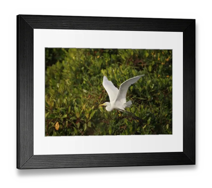 Framed Print : Intermediate Egret (Mesophoyx intermedia) adult, in flight over mangroves, Mai Po Nature Reserve, Hong Kong, China, december Framed Print : Intermediate Egret (Mesophoyx intermedia) adult, in flight over mangroves, Mai Po Nature Reserve, Hong Kong, China, december