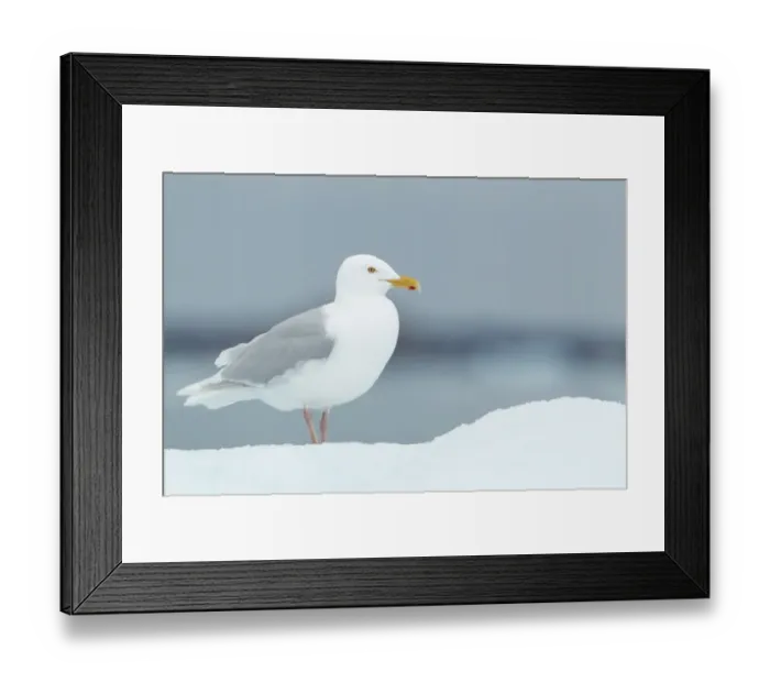 Framed Print : Glaucous Gull (Larus hyperboreus) adult, summer plumage, standing on iceberg, Svalbard