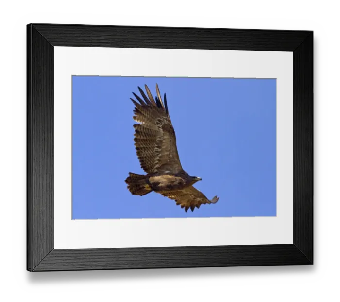 Framed Print : Steppe Eagle (Aquila nipalensis) adult, in flight, Northern India, january Framed Print : Steppe Eagle (Aquila nipalensis) adult, in flight, Northern India, january