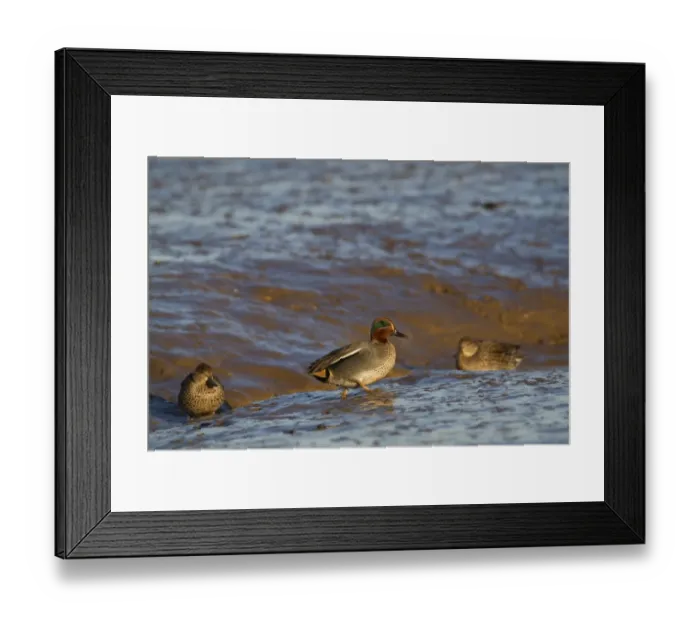 Framed Print : Common Teal (Anas crecca) adult male and females, walking on mudflats, Norfolk, England, january Framed Print : Common Teal (Anas crecca) adult male and females, walking on mudflats, Norfolk, England, january