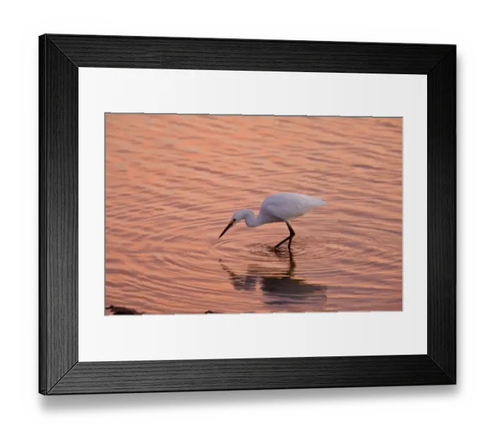 Framed Print : Snowy Egret (Egretta thula) adult, feeding in lagoon at sunset, California, U. S. A. november Framed Print : Snowy Egret (Egretta thula) adult, feeding in lagoon at sunset, California, U. S. A. november