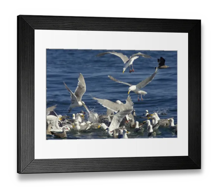 Framed Print : Glaucous-winged Gull (Larus glaucescens) and Heermann's Gull (Larus heermanni) flock, feeding on bait ball near surface of water, Strait of Juan de Fuca, Washington State, U. S. A Framed Print : Glaucous-winged Gull (Larus glaucescens) and Heermann's Gull (Larus heermanni) flock, feeding on bait ball near surface of water, Strait of Juan de Fuca, Washington State, U. S. A