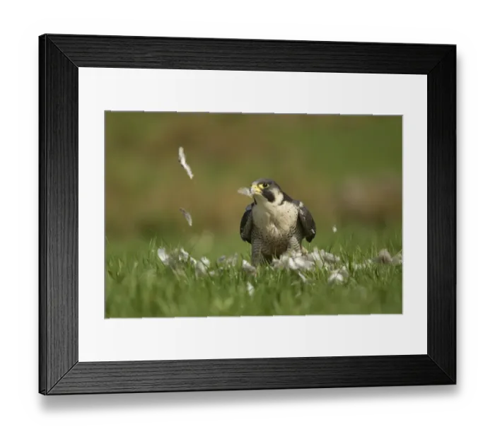Framed Print : Peregrine Falcon (Falco peregrinus) adult male, plucking feathers from kill on ground, England, may (captive) Framed Print : Peregrine Falcon (Falco peregrinus) adult male, plucking feathers from kill on ground, England, may (captive)