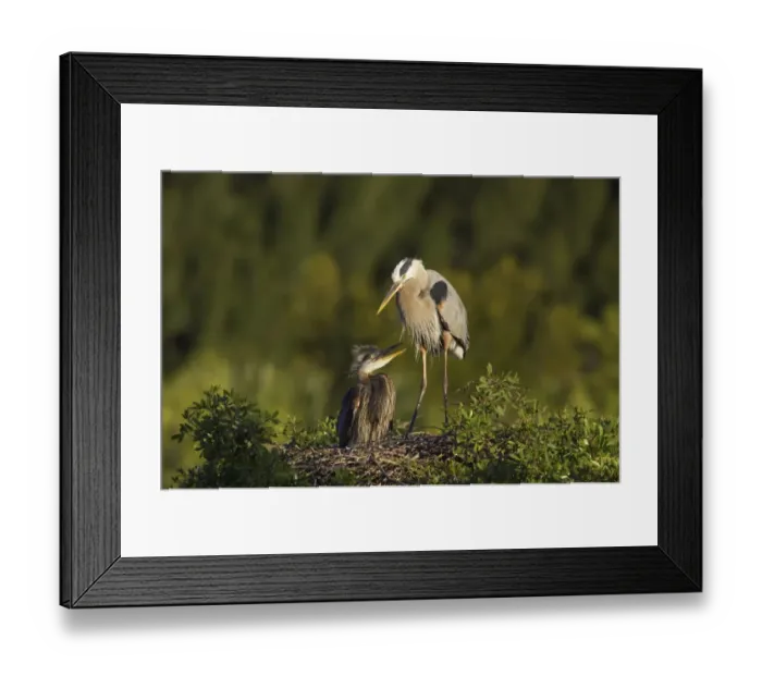 Framed Print : Great Blue Heron (Ardea herodias) adult with chick, at nest in tree, Venice Rookery, Florida, U. S. A Framed Print : Great Blue Heron (Ardea herodias) adult with chick, at nest in tree, Venice Rookery, Florida, U. S. A