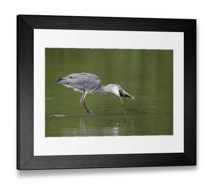 Framed Print : Grey Heron (Ardea cinerea) juvenile, feeding on Perch (Perca fluviatilis) prey, standing in water, Midlands, England, july