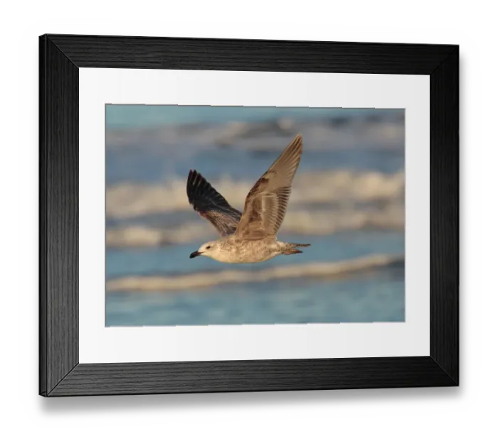 Framed Print : Kelp Gull (Larus dominicanus) immature, first winter plumage, in flight over shore, Rincon de Cobo, Buenos Aires Province, Argentina, april Framed Print : Kelp Gull (Larus dominicanus) immature, first winter plumage, in flight over shore, Rincon de Cobo, Buenos Aires Province, Argentina, april