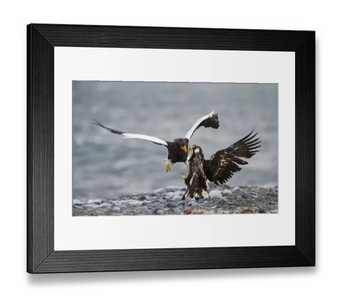 Framed Print : Steller's Sea-eagle (Haliaeetus pelagicus) adult and immature, fighting, squabbling over carcass on beach, Shiretoko Peninsula, Hokkaido, Japan, winter Framed Print : Steller's Sea-eagle (Haliaeetus pelagicus) adult and immature, fighting, squabbling over carcass on beach, Shiretoko Peninsula, Hokkaido, Japan, winter