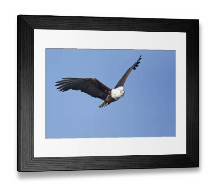 Framed Print : African Fish Eagle (Haliaeetus vocifer) immature, in flight, Okavango Delta, Botswana Framed Print : African Fish Eagle (Haliaeetus vocifer) immature, in flight, Okavango Delta, Botswana