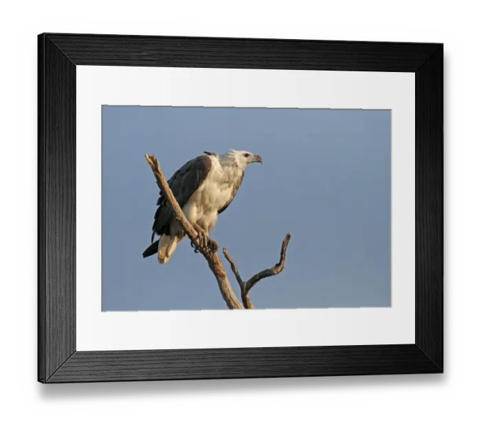 Framed Print : White-bellied Fish-eagle (Haliaeetus leucogaster) adult, perched on branch, Kakadu, Northern Territory, Australia, september Framed Print : White-bellied Fish-eagle (Haliaeetus leucogaster) adult, perched on branch, Kakadu, Northern Territory, Australia, september