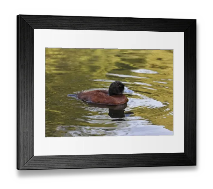 Framed Print : Lake Duck (Oxyura vittata) adult male, swimming (captive) Framed Print : Lake Duck (Oxyura vittata) adult male, swimming (captive)