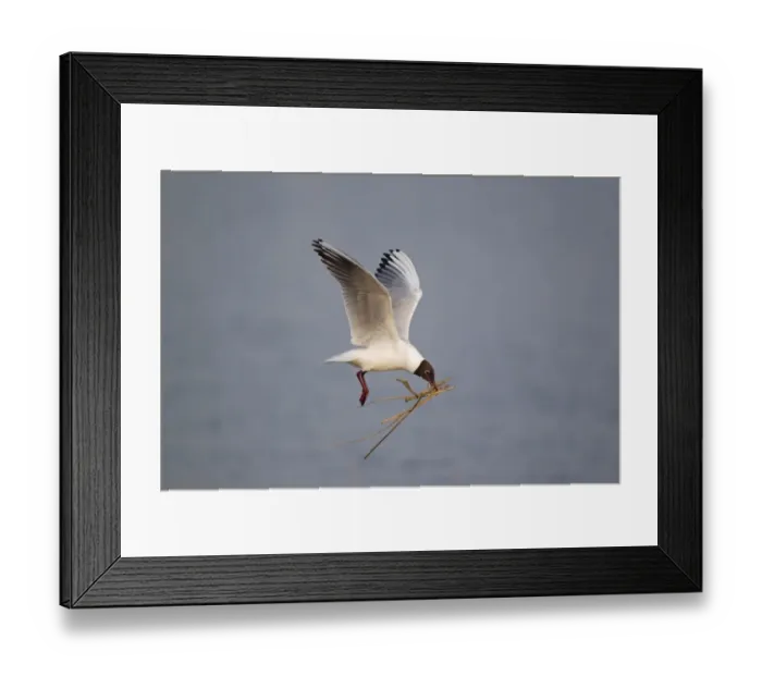 Framed Print : Black-headed Gull (Larus ridibundus) adult, summer plumage, in flight, with nest material in beak, Minsmere RSPB Reserve, Suffolk, England, april Framed Print : Black-headed Gull (Larus ridibundus) adult, summer plumage, in flight, with nest material in beak, Minsmere RSPB Reserve, Suffolk, England, april