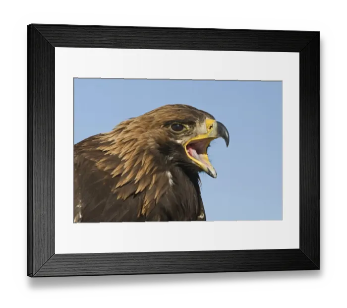 Framed Print : Golden Eagle (Aquila chrysaetos) adult, calling, close-up of head, Kazakh hunters captive bird, Altai Mountains, Bayan-Ulgii, Western Mongolia, october Framed Print : Golden Eagle (Aquila chrysaetos) adult, calling, close-up of head, Kazakh hunters captive bird, Altai Mountains, Bayan-Ulgii, Western Mongolia, october