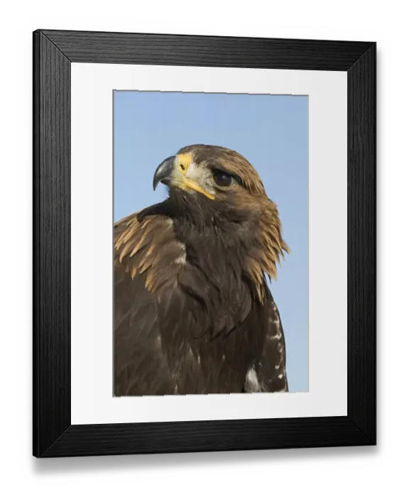 Framed Print : Golden Eagle (Aquila chrysaetos) adult, close-up of head, Kazakh hunters captive bird, Altai Mountains, Bayan-Ulgii, Western Mongolia, october Framed Print : Golden Eagle (Aquila chrysaetos) adult, close-up of head, Kazakh hunters captive bird, Altai Mountains, Bayan-Ulgii, Western Mongolia, october