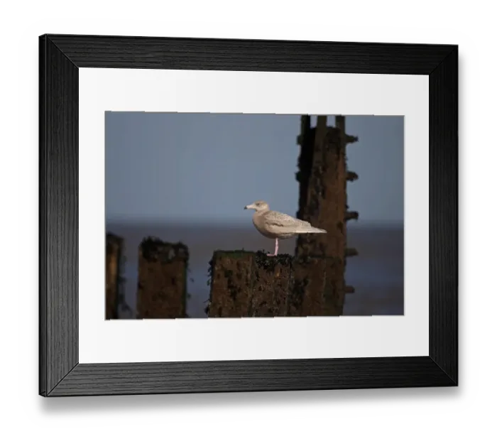 Framed Print : Glaucous Gull (Larus hyperboreus) juvenile, standing on groyne, Sheringham, Norfolk, England, february Framed Print : Glaucous Gull (Larus hyperboreus) juvenile, standing on groyne, Sheringham, Norfolk, England, february