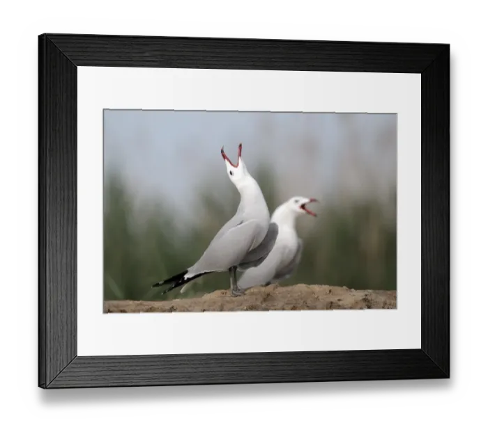 Framed Print : Audouin's Gull (Larus audouinii) two adults, summer plumage, calling, standing on beach, Western Spain, april Framed Print : Audouin's Gull (Larus audouinii) two adults, summer plumage, calling, standing on beach, Western Spain, april