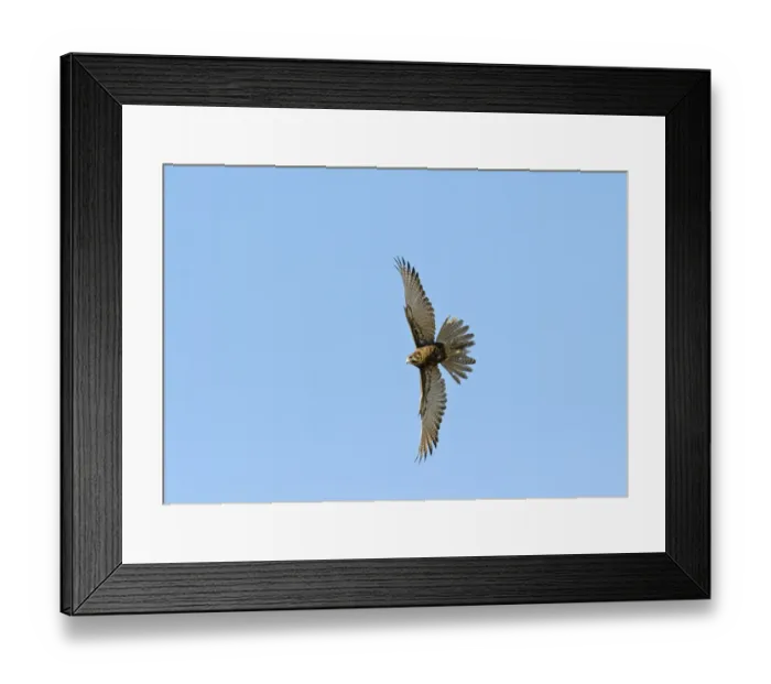 Framed Print : Brown Falcon (Falco berigora) adult, in flight, Queensland, Australia Framed Print : Brown Falcon (Falco berigora) adult, in flight, Queensland, Australia
