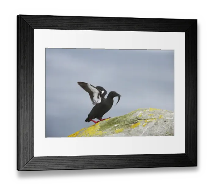 Framed Print : Black Guillemot (Cepphus grylle) adult, with fish in beak, walking on rock, Mousa Island, Shetland Islands, Scotland Framed Print : Black Guillemot (Cepphus grylle) adult, with fish in beak, walking on rock, Mousa Island, Shetland Islands, Scotland