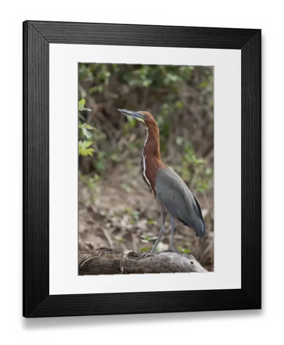 Framed Print : Rufescent Tiger-heron (Tigrisoma lineatum) adult, standing on branch, Pantanal, Mato Grosso, Brazil Framed Print : Rufescent Tiger-heron (Tigrisoma lineatum) adult, standing on branch, Pantanal, Mato Grosso, Brazil