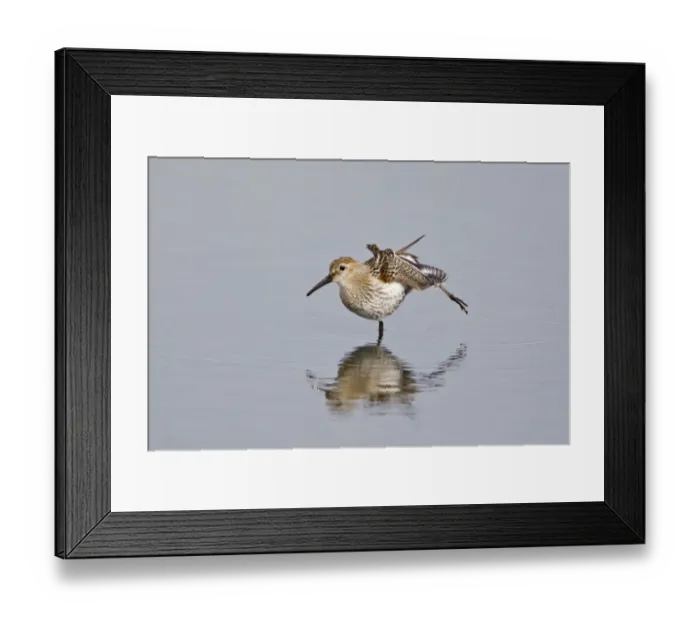 Framed Print : Dunlin (Calidris alpina) adult, entering winter plumage, stretching leg, standing in water, Minsmere RSPB Reserve, Suffolk, England, september