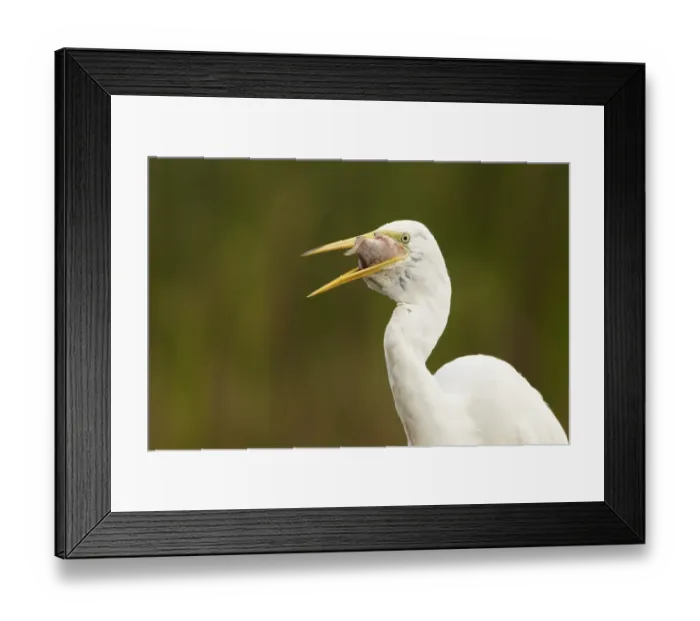Framed Print : Great White Egret (Egretta alba) adult, feeding, swallowing freshly caught fish, close-up of head and neck, Hungary Framed Print : Great White Egret (Egretta alba) adult, feeding, swallowing freshly caught fish, close-up of head and neck, Hungary