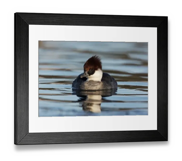 Framed Print : Smew (Mergellus albellus) adult female, swimming, Lothian, Scotland, december Framed Print : Smew (Mergellus albellus) adult female, swimming, Lothian, Scotland, december