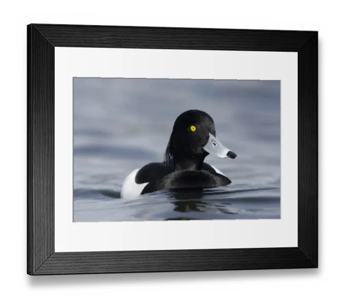 Framed Print : Tufted Duck (Aythya fuligula) adult male, swimming on lake, Scotland, winter