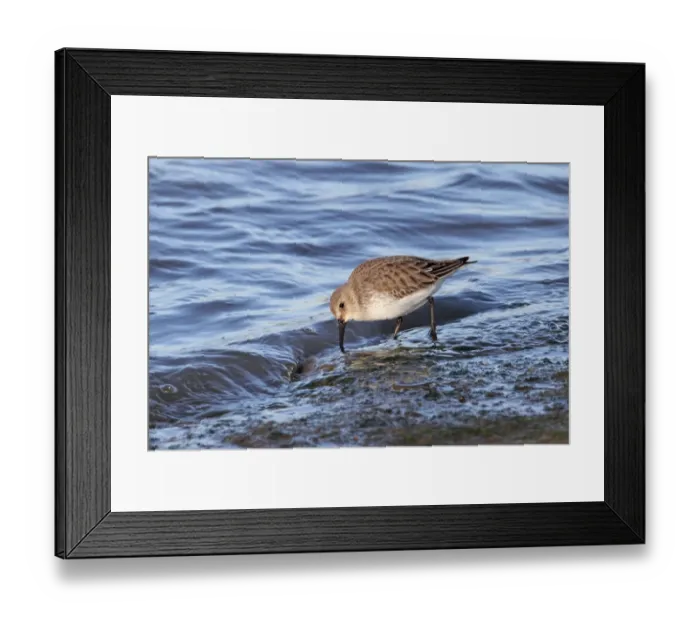 Framed Print : Dunlin (Calidris alpina) adult, winter plumage, feeding on edge of water at high tide, River Stour, Suffolk, England, december Framed Print : Dunlin (Calidris alpina) adult, winter plumage, feeding on edge of water at high tide, River Stour, Suffolk, England, december